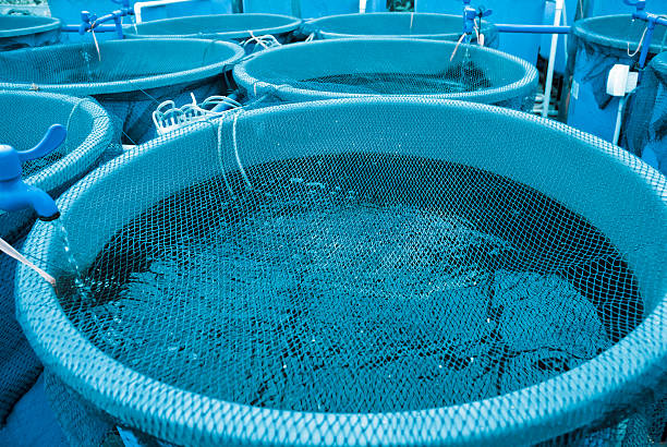 Élevage de poissons dans des bassins hors-sol chez SAP GK Groupe